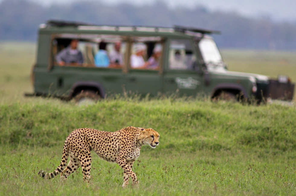 African Safari Honeymoon